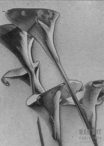 Calla lillies by Man Ray